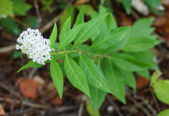 Asclepias texana