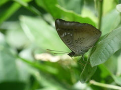 Euthalia aconthea