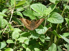 Euthalia aconthea