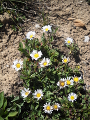 Erigeron melanocephalus