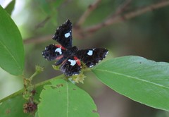 Calydna sturnula