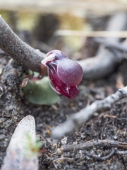 Corybas unguiculatus