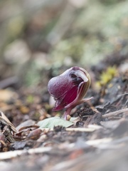 Corybas unguiculatus