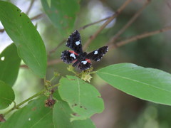 Calydna sturnula