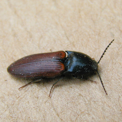 Ampedus phoenicopterus