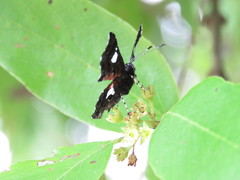 Calydna sturnula