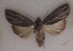 Acronicta lithospila