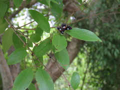 Calydna sturnula