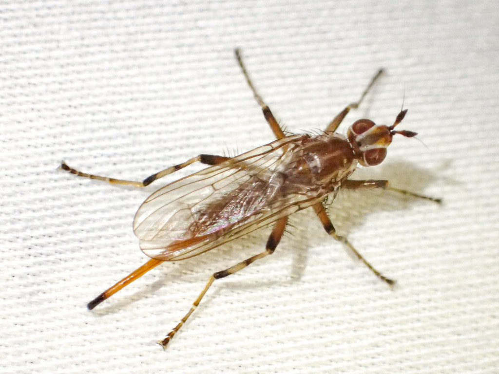 Osa commoni
