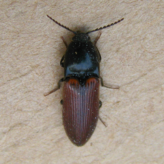 Ampedus phoenicopterus