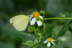 Eurema blanda arsakia