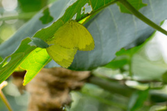 Eurema blanda arsakia