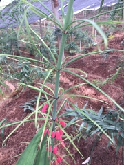 Polygonatum kingianum