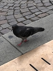 Columba livia domestica