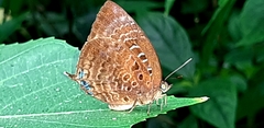 Arhopala centaurus nakula