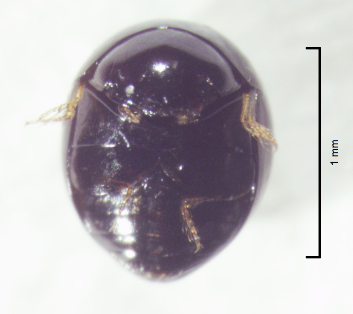 Clambus neptunus