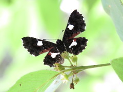 Calydna sturnula