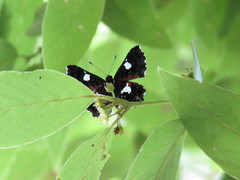 Calydna sturnula