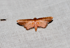 Picrostomastis subrosealis