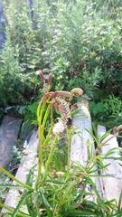 Sanguisorba tenuifolia