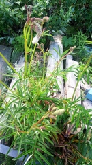 Sanguisorba tenuifolia