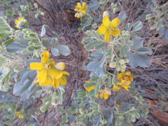 Senna artemisioides helmsii