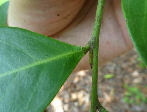 Maranthes glabra