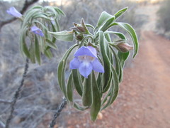 Eremophila freelingii