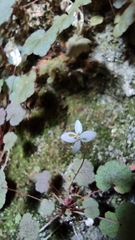 Issao Shinobe, CC BY, iNaturalist via GBIF Begonia hoehneana, photograph Issao Shinobe, CC BY, iNaturalist via GBIF