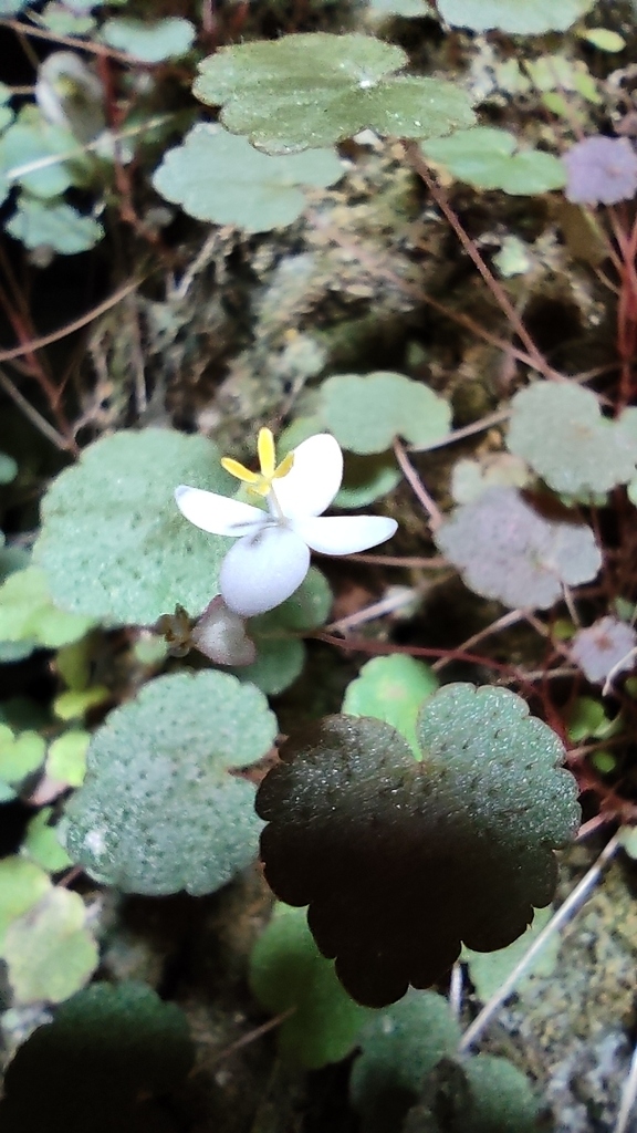Begonia hoehneana; photograph Issao Shinobe, CC BY, iNaturalist via GBIF