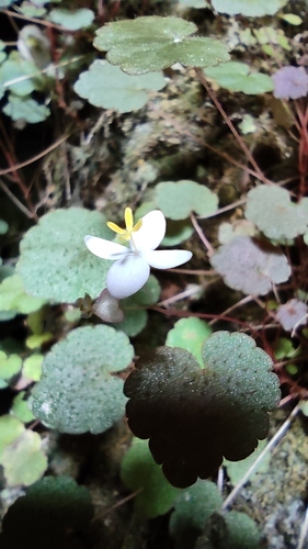 Begonia hoehneana