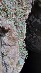Issao Shinobe, CC BY, iNaturalist via GBIF Begonia hoehneana, photograph Issao Shinobe, CC BY, iNaturalist via GBIF