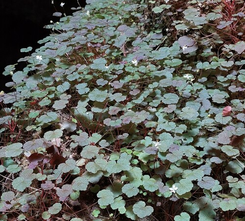 Begonia hoehneana, photograph 3