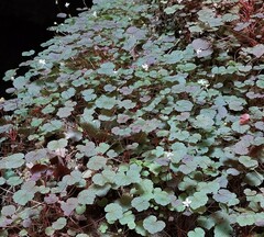 Issao Shinobe, CC BY, iNaturalist via GBIF Begonia hoehneana, photograph Issao Shinobe, CC BY, iNaturalist via GBIF