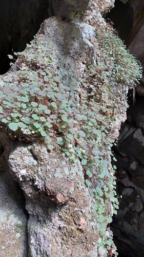 Begonia hoehneana, photograph 5