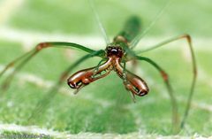 Tetragnatha hasselti
