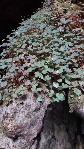 Begonia hoehneana, photograph 4