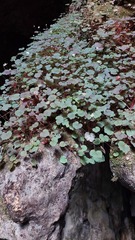 Issao Shinobe, CC BY, iNaturalist via GBIF Begonia hoehneana, photograph Issao Shinobe, CC BY, iNaturalist via GBIF