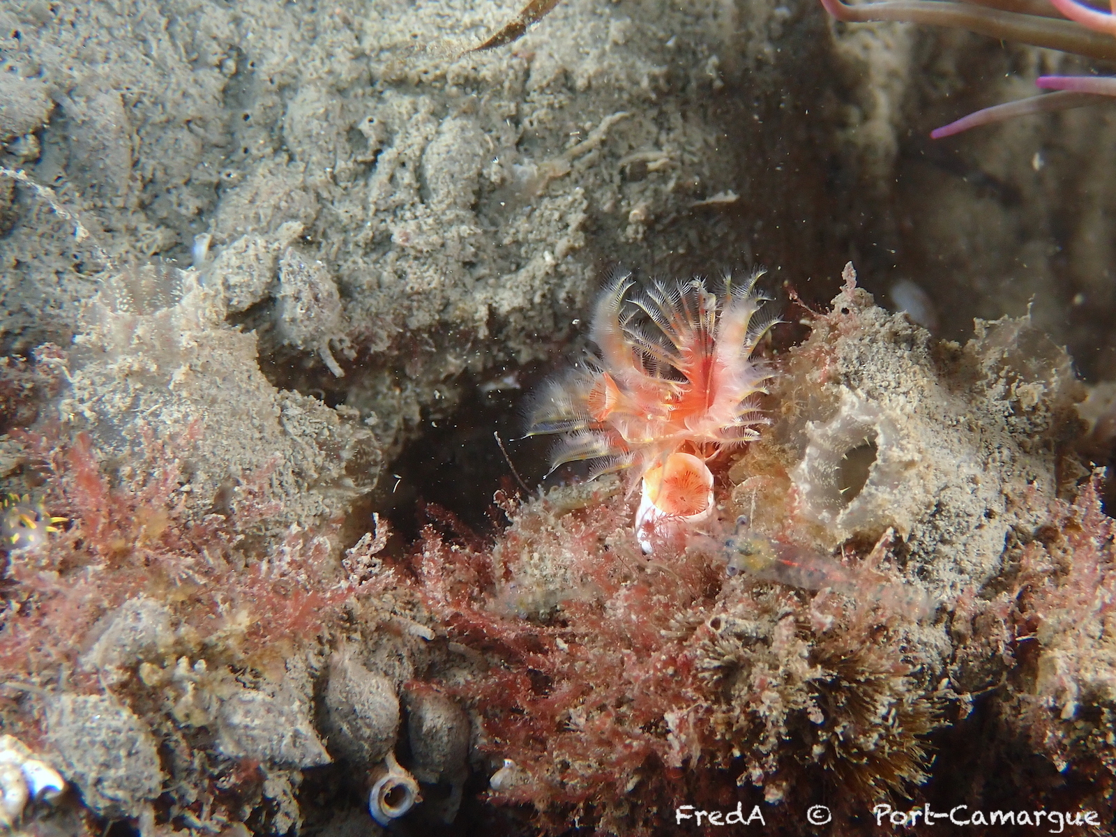 Ascidiella aspersa (Müller, 1776)