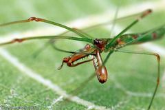 Tetragnatha hasselti