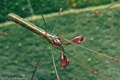 Tetragnatha hasselti