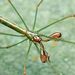 Tetragnatha hasselti - Photo (c) Richard Ong, some rights reserved (CC BY-NC), uploaded by Richard Ong