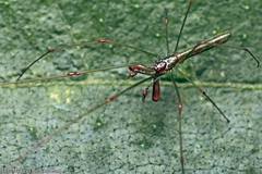 Tetragnatha hasselti