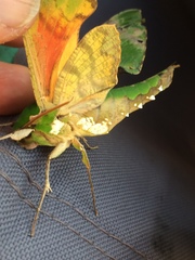 Euchloron megaera