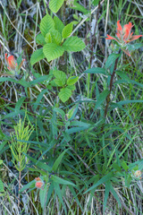 Castilleja miniata dixonii