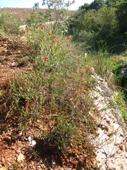Drosanthemum lavisii