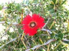 Drosanthemum lavisii