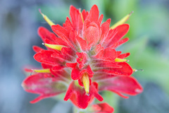 Castilleja miniata dixonii