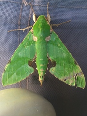 Euchloron megaera