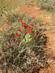 Drosanthemum lavisii